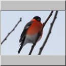 Pyrrhula pyrrhula - Gimpel m02a.jpg